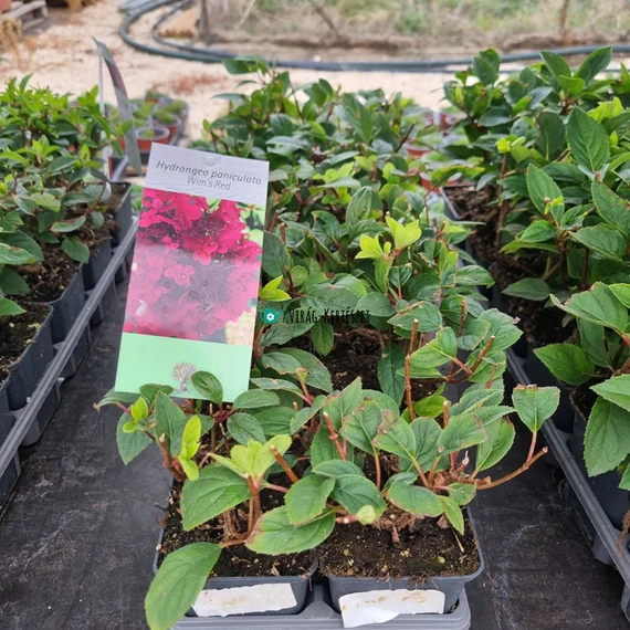Hydrangea paniculata 'Wim's Red' – Bugás hortenzia (vörös)
