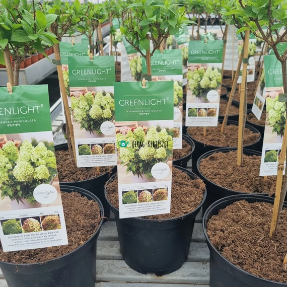 Hydrangea paniculata 'Garden Lights Greenlight' - Bugás hortenzia magas törzsű 