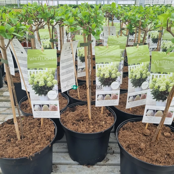 Hydrangea paniculata 'Garden Lights Whitelight' - Bugás hortenzia magas törzsű