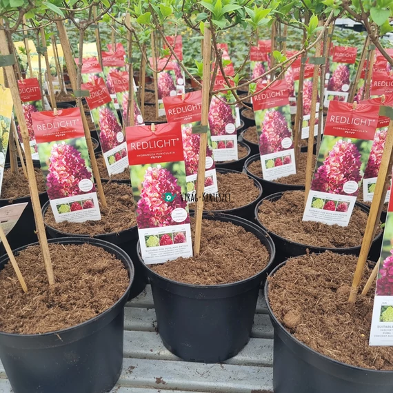 Hydrangea paniculata 'Hardy Winterhart Redlight' - Bugás hortenzia magas törzsű 