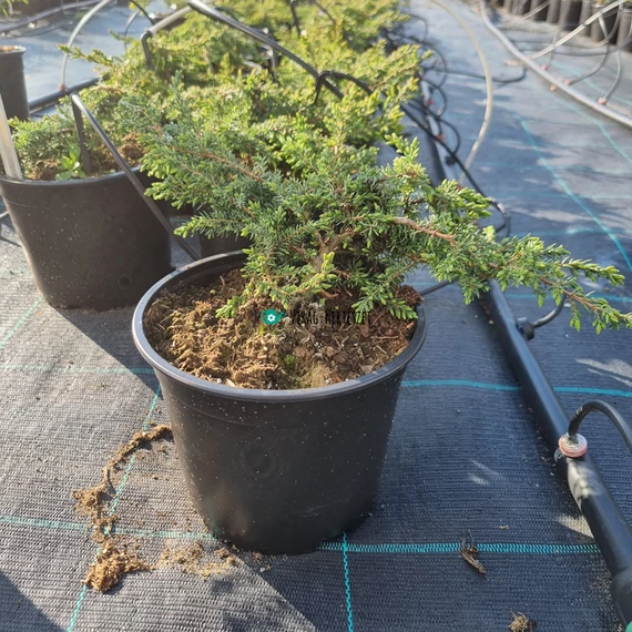Juniperus communis 'Greenmantle' – Közönséges boróka