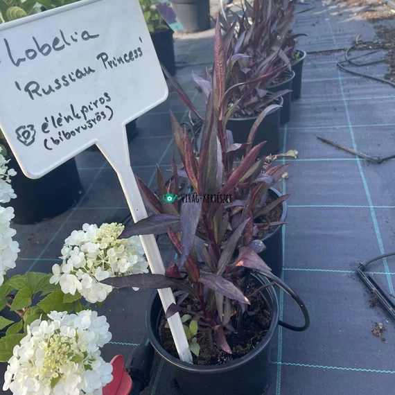 Lobelia x speciosa 'Russian Princess' - Pompás lobélia