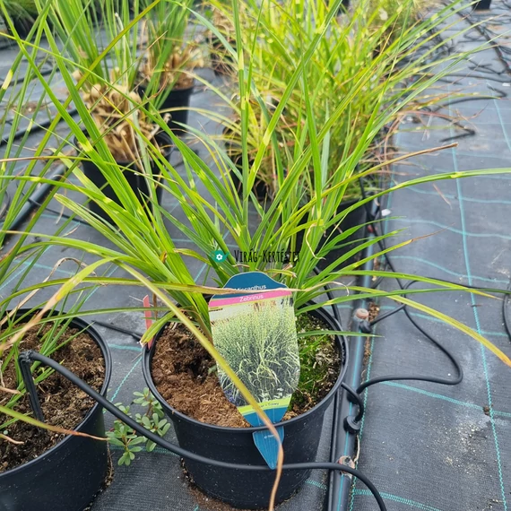 Miscanthus sinensis 'Zebrinus' - Csíkos zebrafű