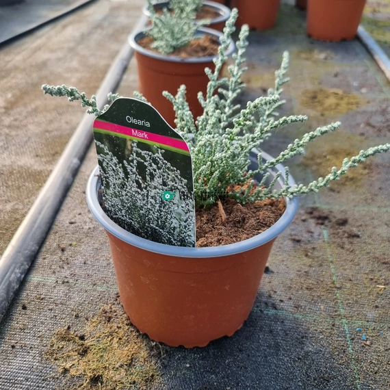 Olearia algida 'Mark' - Hegyi százszorszép