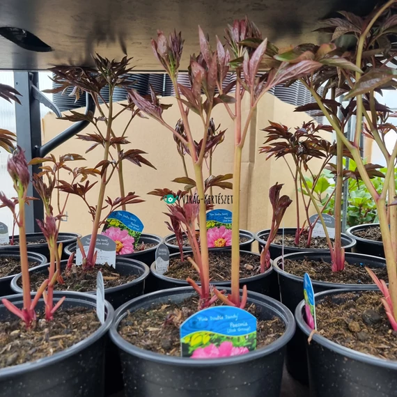 Paeonia "Itoh Pink Double Dandy" - Itoh bazsarózsa