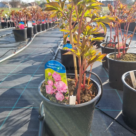 Paeonia lactiflora 'Alexander fleming' – Illatos bazsarózsa