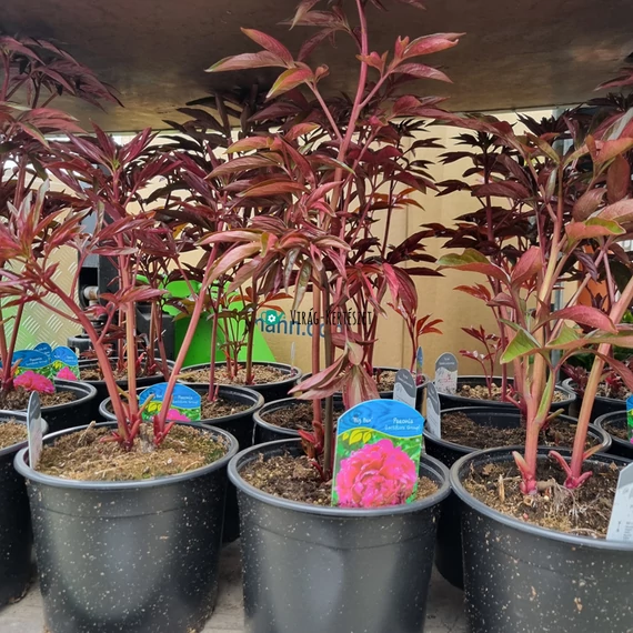 Paeonia lactiflora 'Big Ben' – Illatos bazsarózsa