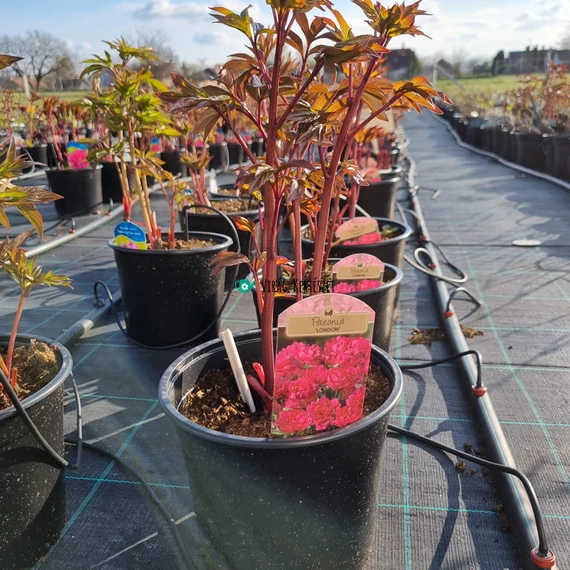 Paeonia lactiflora 'London' – Illatos bazsarózsa