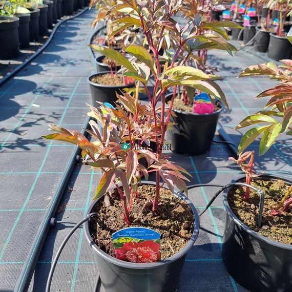 Paeonia lactiflora 'Nippon Beauty' – Illatos bazsarózsa (vörös)