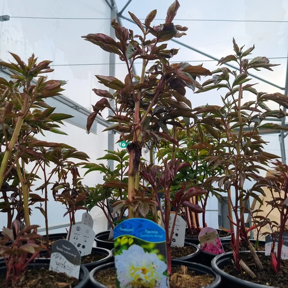 Paeonia lactiflora 'Primavére' – Illatos bazsarózsa