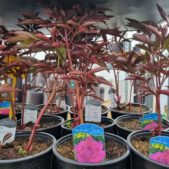 Paeonia lactiflora 'Sebastian Mass' – Illatos bazsarózsa