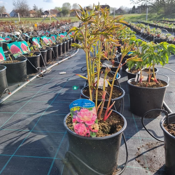 Paeonia lactiflora 'Sorbet' – Illatos bazsarózsa