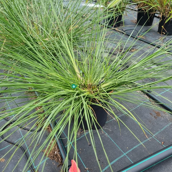 Pennisetum Japonicum - Óriás tollborzfű