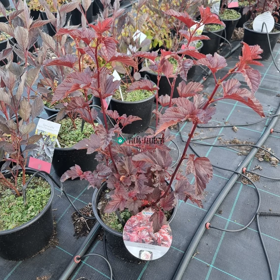 Physocarpus opulifolius ‘Lady in Red’ – bangitalevelű hólyagvessző
