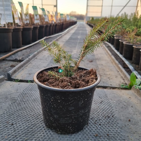 Picea abies 'Nidiformis' – Fészkes lucfenyő