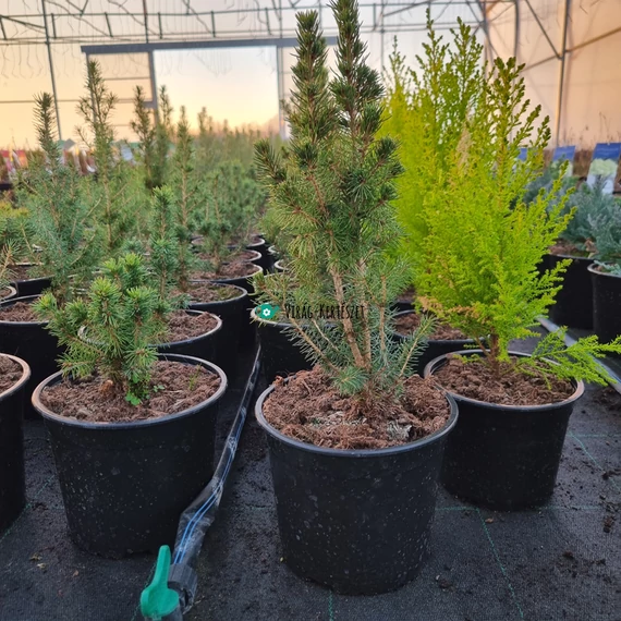 Picea glauca 'Biesenthaler Fruhling' -  Sárga hajtású cukorsüvegfenyő
