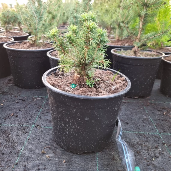 Picea glauca 'Conica' – Cukorsüvegfenyő