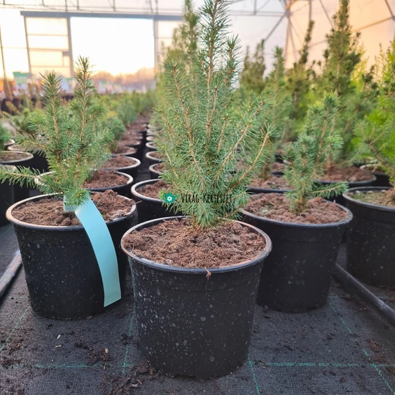 Picea glauca 'December®' – Kék cukorsüvegfenyő