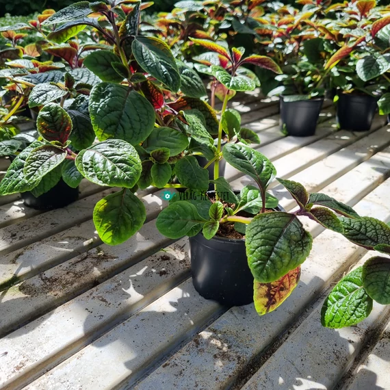 Plectranthus fruticosus 'Nikki' - Kakassarkantyú