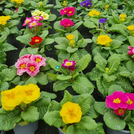 Primula x polyantha - Kerti kankalin