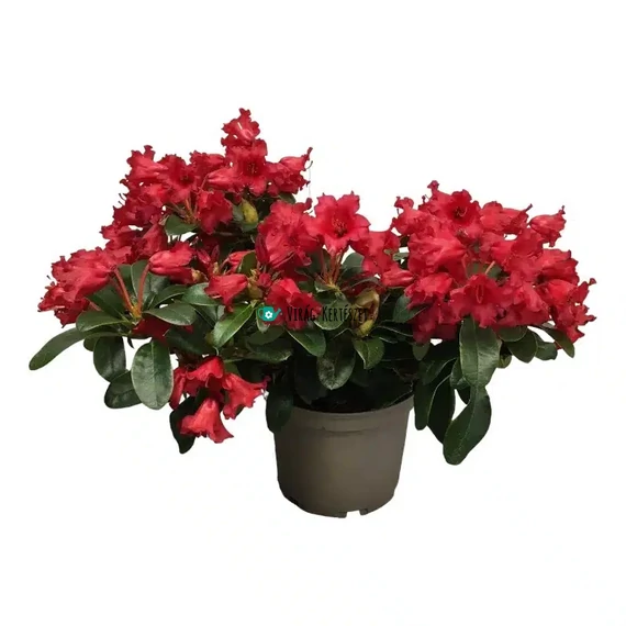 Rhododendron 'Bengal' - Törpe havasszépe (piros)