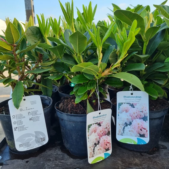 Rhododendron 'Christmas Cheer' - Havasszépe