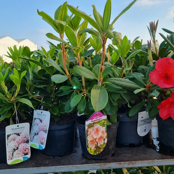 Rhododendron 'Double dots' - Havasszépe