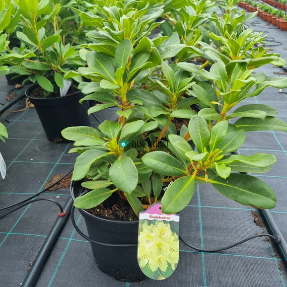 Rhododendron 'Horizon Monarch' - Havasszépe (sárga)