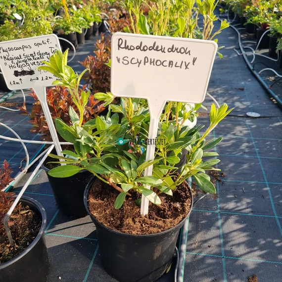 Rhododendron 'Scyphocalyx' - Havasszépe (rózsaszín)