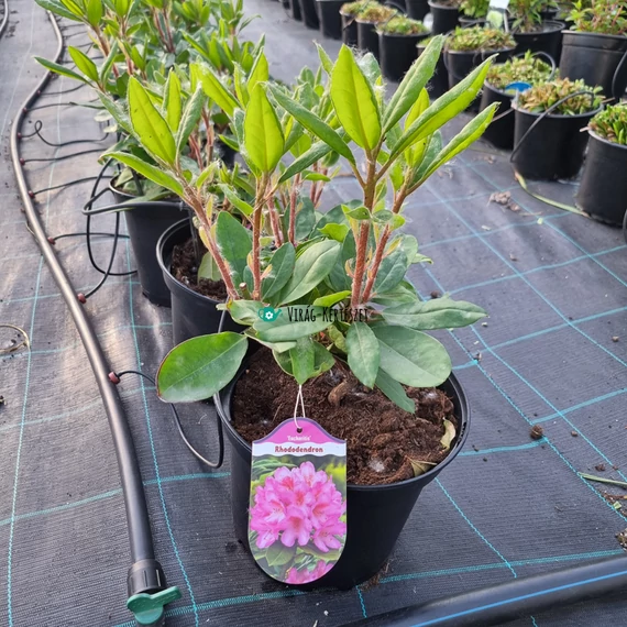 Rhododendron hybride 'Eucharitis' - Havasszépe (rózsaszín)