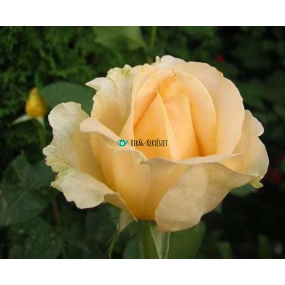 Rosa 'Casanova' - Teahibrid rózsa (krémsárga)