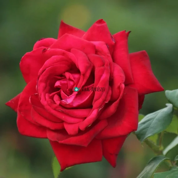 Rosa 'Mister Lincoln' - Teahibrid rózsa (vörös)