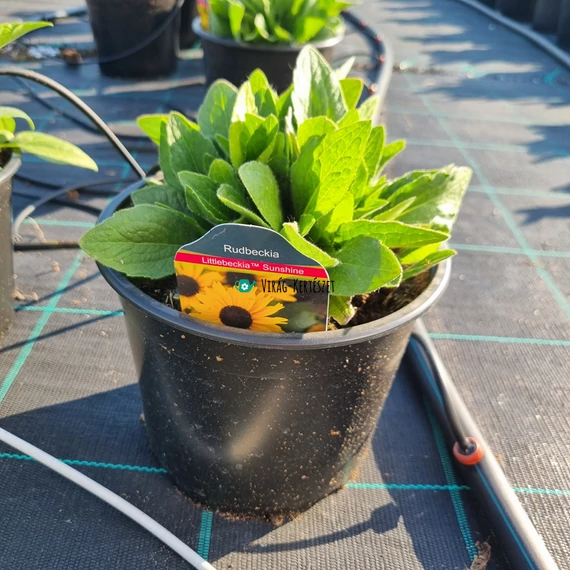 Rudbeckia 'Littlebeckia Sunshine' - Kúpvirág - sárga
