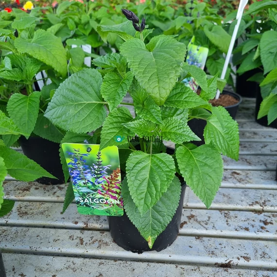 Salvia Salgoon 'Lake Blueberry' - Zsálya
