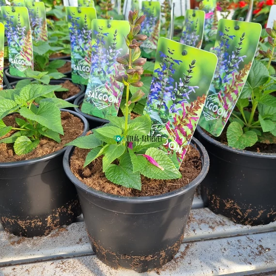 Salvia hybrida 'Wendy's Wish' - Zsálya