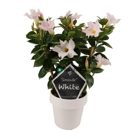 Sundaville 'White'  - Tölcsérjázmin (fehér)