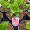Hydrangea macrophylla 'Sarena pink' - Kerti hortenzia (rózsaszín)