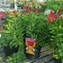 Kép 1/2 - Alstroemeria Inticancha ‘Red’ - Inkaliliom (piros)