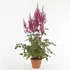 Kép 2/2 - Astilbe Mighty 'Chocolate Cherry' - Tollbuga (vörös)