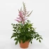 Kép 2/2 - Astilbe 'Younique Lilac' - Tollbuga (lila)