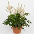 Kép 2/2 - Astilbe 'Younique Salmon' - Tollbuga (rózsaszín)