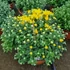 Kép 2/2 - Chrysanthemum morifolium 'Bran Fountain' - Krizantém (sárga)