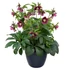Kép 2/2 - Helleborus Glamour© 'Bijoux' - Hunyor