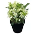 Kép 2/2 - Helleborus JWLS 'Endless' - Hunyor