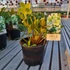 Kép 1/2 - Helleborus JWLS 'Endless' - Hunyor