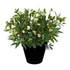 Kép 2/2 - Helleborus JWLS 'Winterbells' - Hunyor