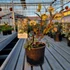 Kép 1/2 - Helleborus JWLS 'Winterbells' - Hunyor