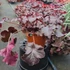 Kép 2/2 - Heuchera 'Chocolate Ruffles' - Tűzeső vagy tűzgyöngyvirág