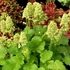 Kép 2/2 - Heuchera 'Little C. Blondie in Lime' - Limezöld tűzeső vagy tűzgyöngyvirág