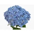 Kép 3/3 - Hydrangea macrophylla 'Fabolo Blue' - Kerti hortenzia (kék)